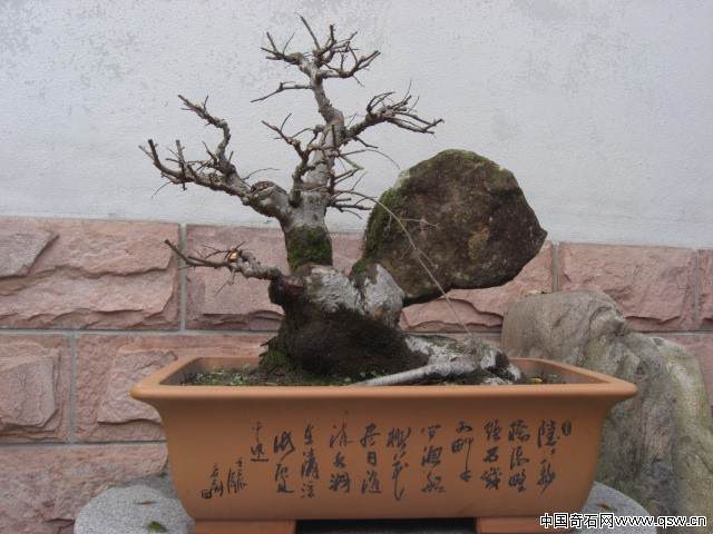 经多年修剪的树相