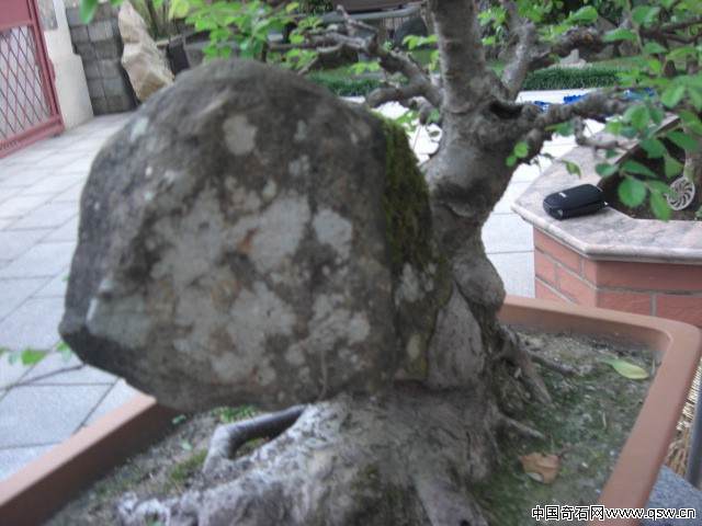 一盆附石的榆树奇石盆景请欣赏 图片大全