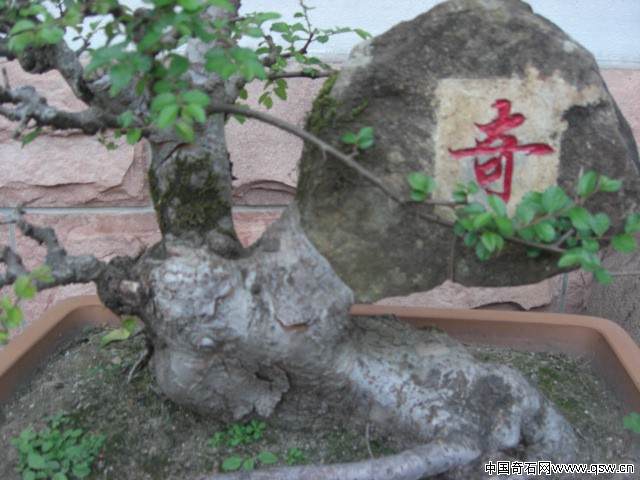 一盆附石的榆树奇石盆景请欣赏 图片大全