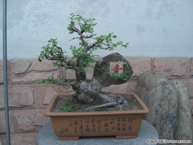 一盆附石的榆树奇石盆景请欣赏 图片大全