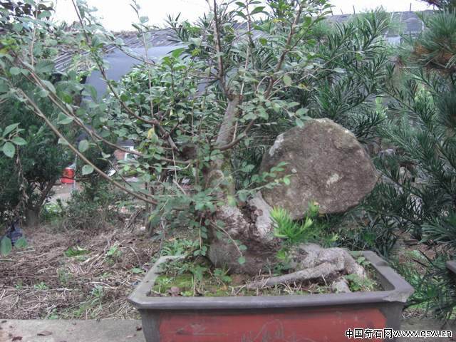 培养4--5年的桩坯