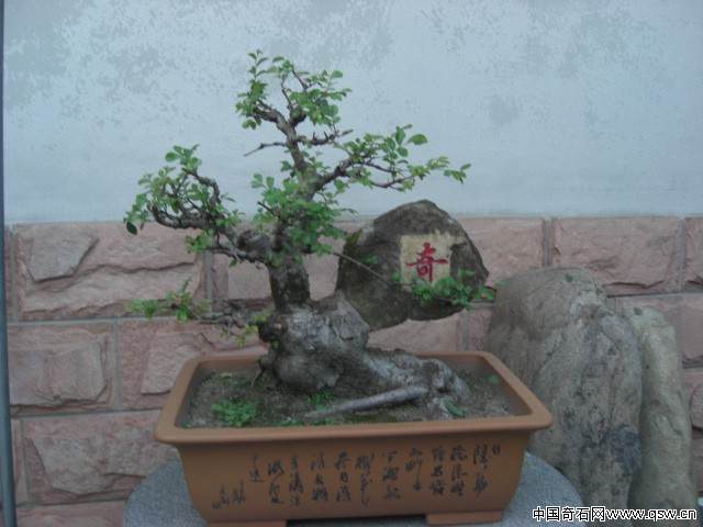 一盆附石的榆树奇石盆景请欣赏 图片大全