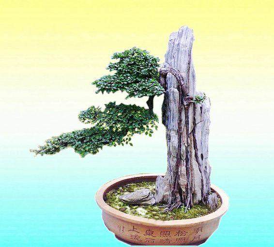 昆明附石盆景走俏市场