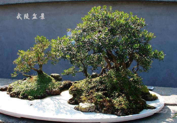 清康熙花卉盆景纹青花加彩花瓶鉴赏