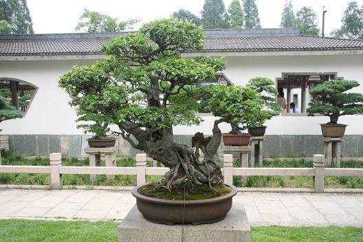 浅谈盆景的栽培与鉴赏