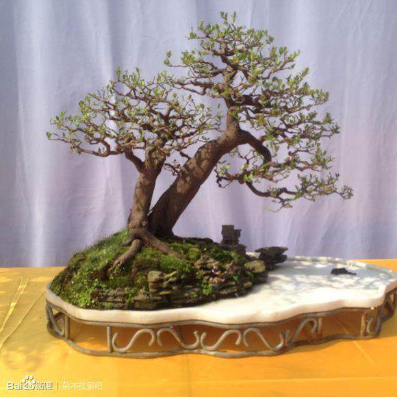 2015 廉江第二届盆景艺术博览会