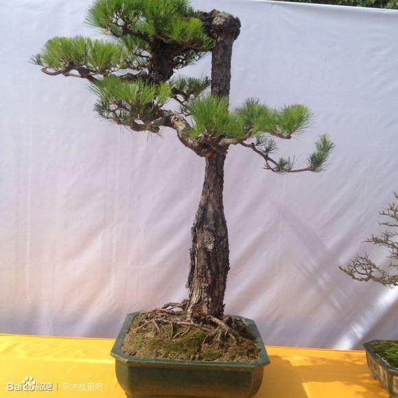 2015 廉江第二届盆景艺术博览会