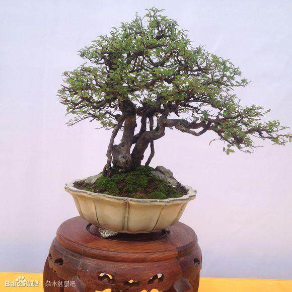 粤桂港(廉江)盆景艺术博览会在廉江盆景园揭幕