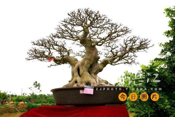 粤桂港盆景艺术博览会在廉江盆景园开幕