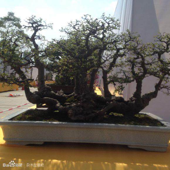 廉江盆景园盆景艺术精品美不胜收