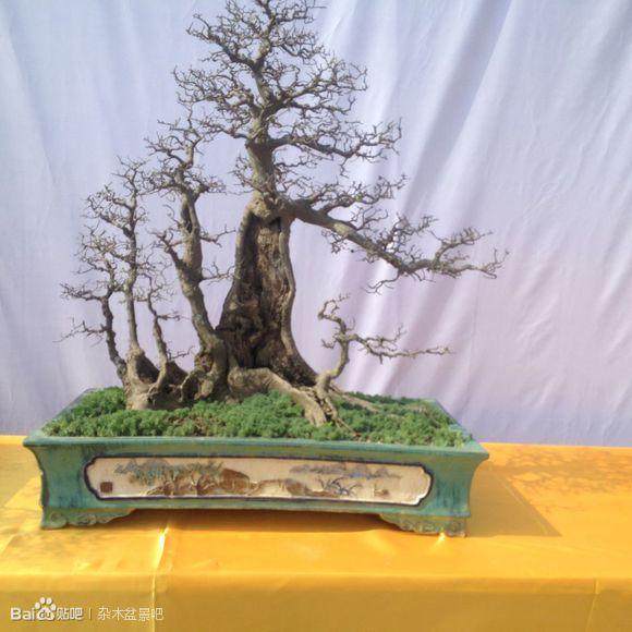 举行粤桂港盆景（廉江）艺术展览会