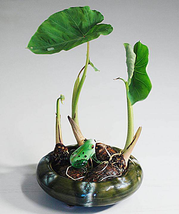 如意情集团在我市开设的首家蔬菜盆景店