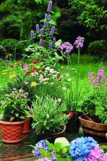 罗马巨塔 能做盆景的蔬菜