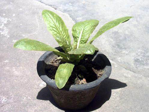 高密市柴沟镇蔬菜盆景生产基地