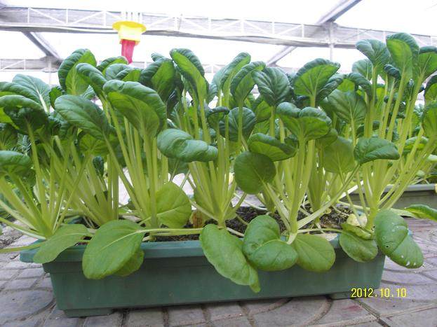 来长沙县预订盆景蔬菜的市民络绎不绝