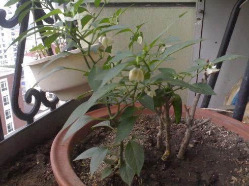 蔬菜盆景可食用还可当观赏