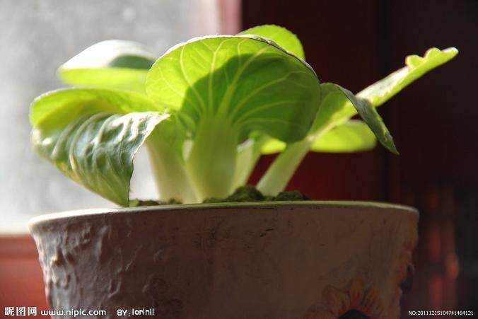 盆景蔬菜已经具备了一定的市场推广价值