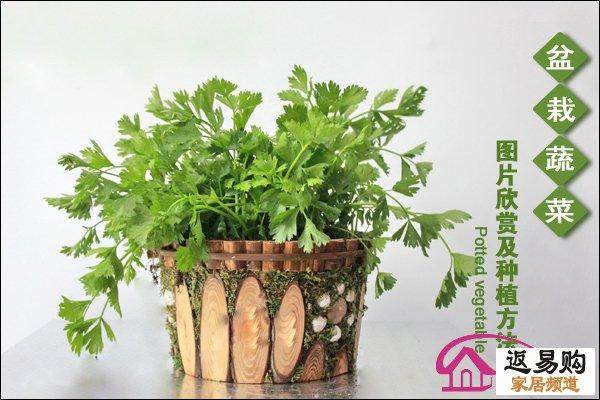 无土栽培的蔬菜盆景 前景可观