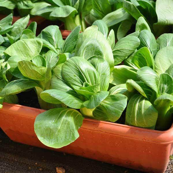 张月家太空蔬菜盆景树模园