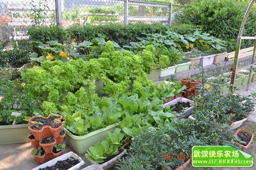 湖南浏阳4万盆景鲜花本周六可免费领回家