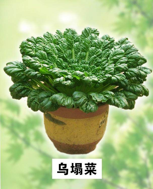 益农镇蔬菜盆景俏销前景好