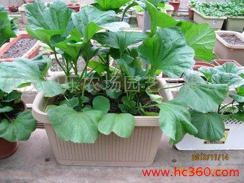 长沙都市白领在家种盆景蔬菜