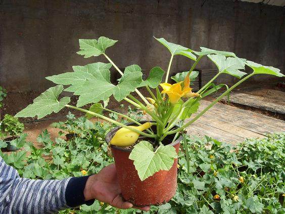 日照盆景蔬菜走俏 价格比普通菜高30多倍