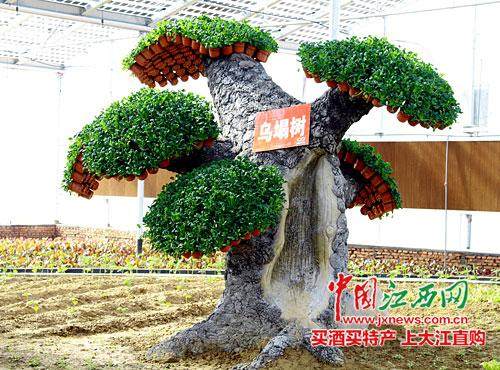 试栽的蔬菜盆景获得成功