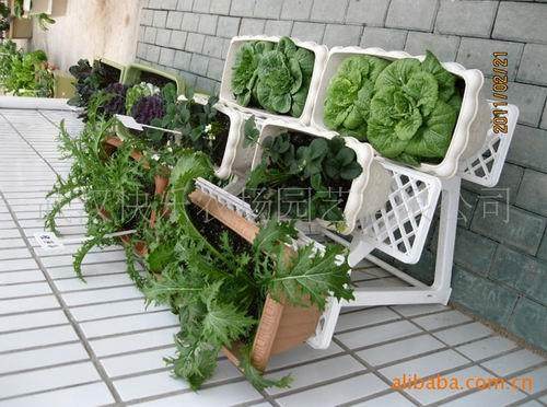简单潮流的蔬菜盆景