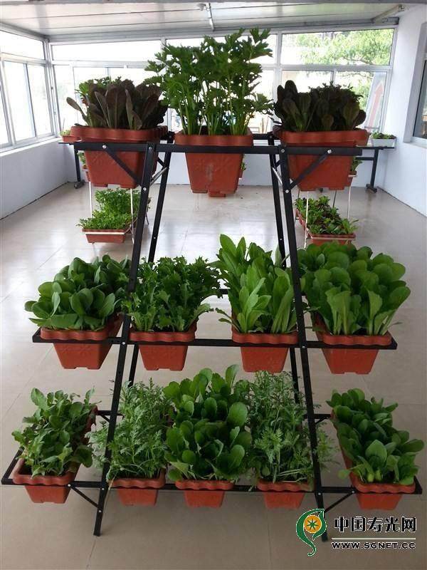 蔬菜盆景好吃好看效益高