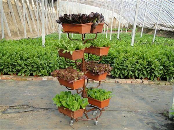 新颖盆景蔬菜受青睐