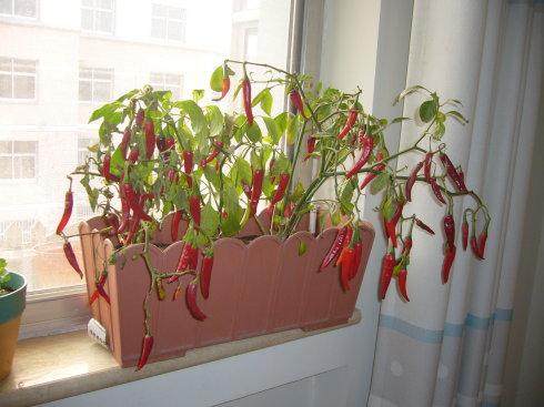 盆景蔬菜能看能吃受市民青睐