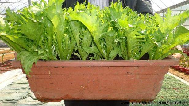 莱芜的蔬菜盆景