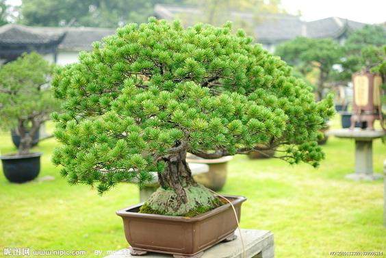 这些盆景代表的只是领导干部的脸面