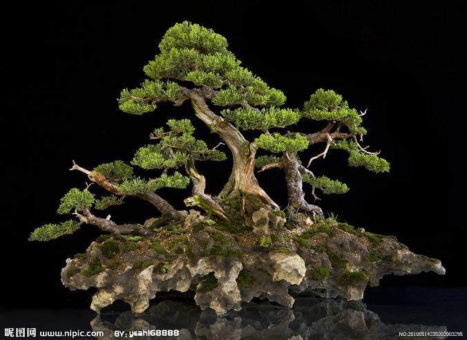 重庆日报：小区绿化盆景 遭人悄悄运走