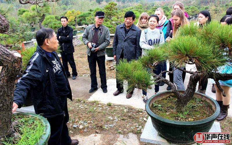 三湘都市报盆景艺术大师来湘授艺