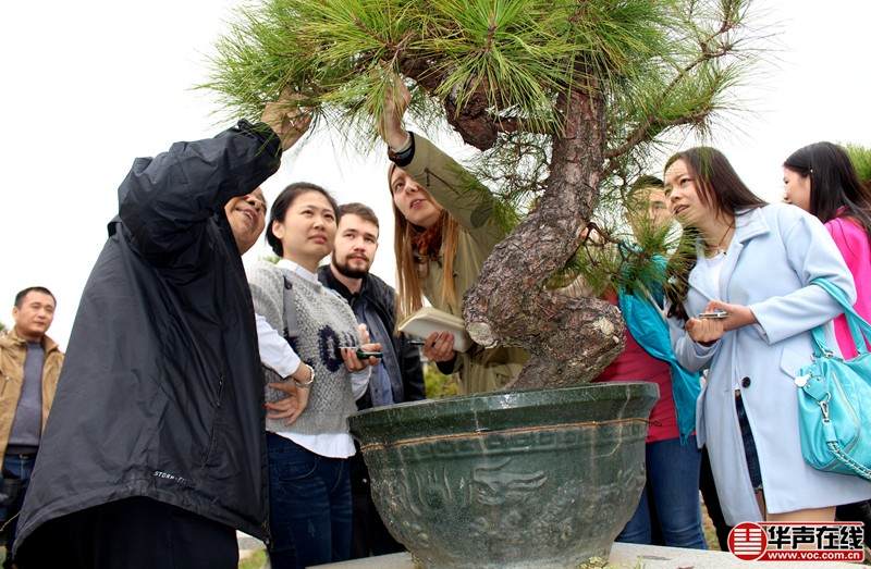 三湘都市报盆景艺术大师来湘授艺