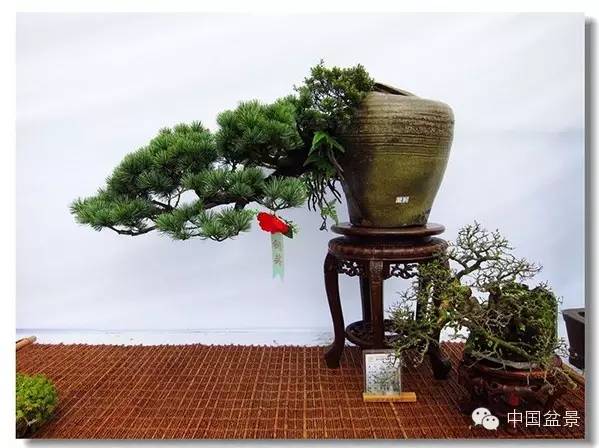 2015 浙江省第六届盆景展览会随拍