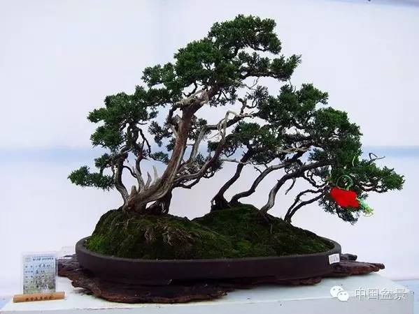 2015 浙江省第六届盆景展览会随拍