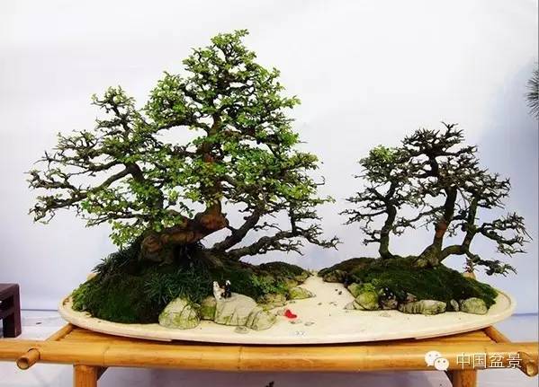 2015 浙江省第六届盆景展览会随拍