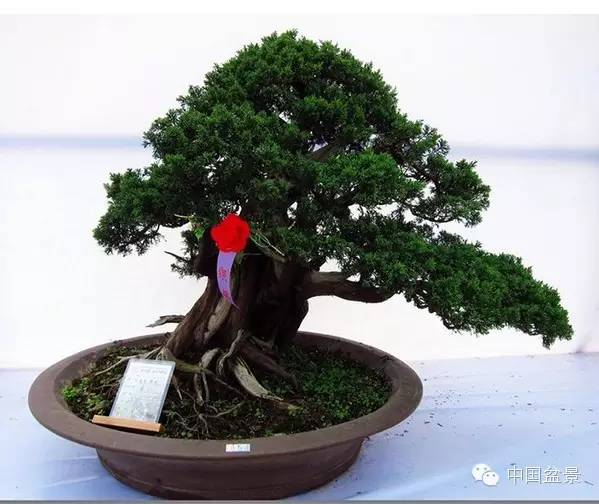 2015 浙江省第六届盆景展览会随拍