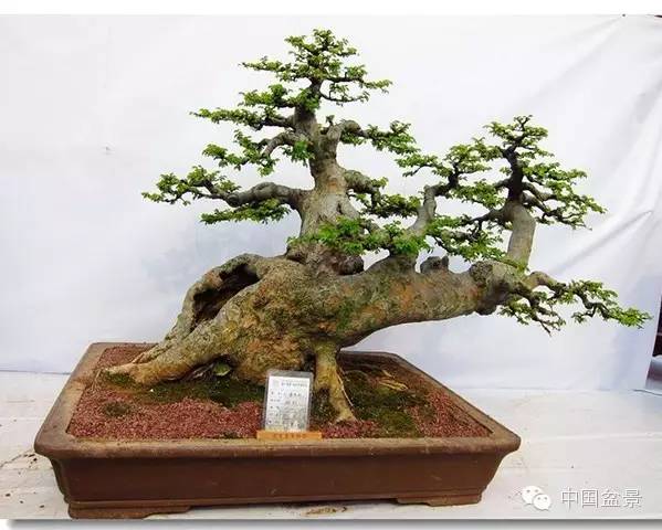 2015 浙江省第六届盆景展览会随拍