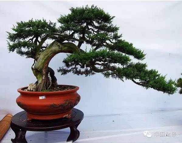 2015 浙江省第六届盆景展览会随拍