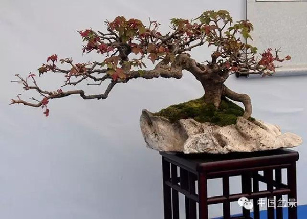 2015 浙江省第六届盆景展览会随拍