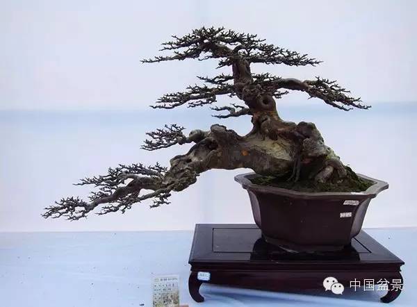 2015 浙江省第六届盆景展览会随拍