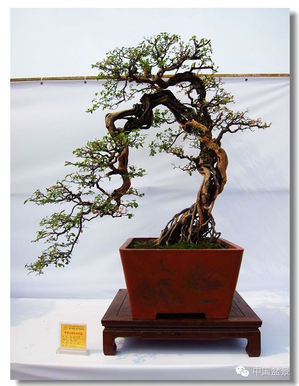 2015 浙江省第六届盆景展览会随拍