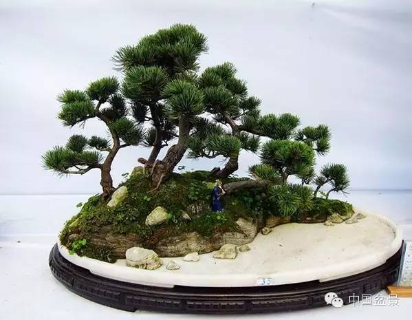 2015 浙江省第六届盆景展览会随拍