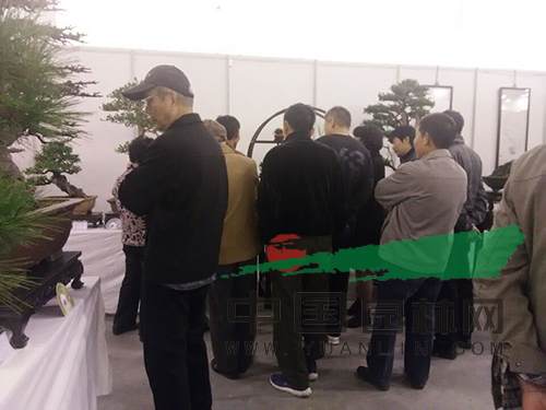 盆景展区.jpg 为什么中国盆景不敌日本?