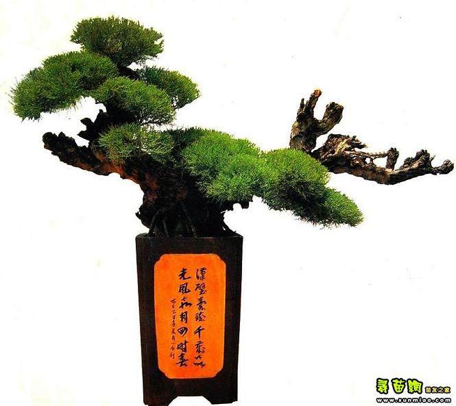 什么树桩造型盆景适合种在户外