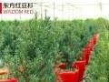 家里居室摆放红豆杉盆景对风水好吗